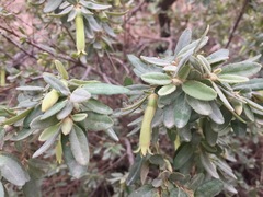Correa glabra leucoclada