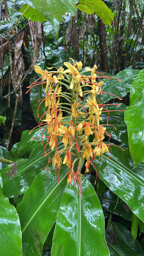 Kahili ginger