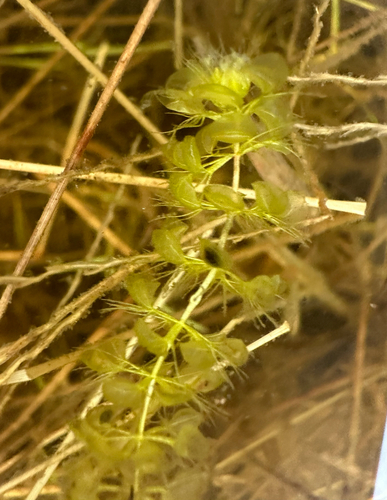 Otra foto de Waterwheel plant