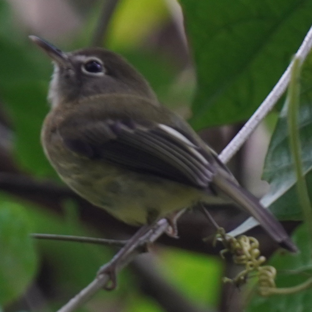 Eye-ringed Tody-Tyrant (Hemitriccus orbitatus), photo 3