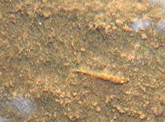 Rhinogobius duospilus