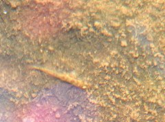 Rhinogobius duospilus