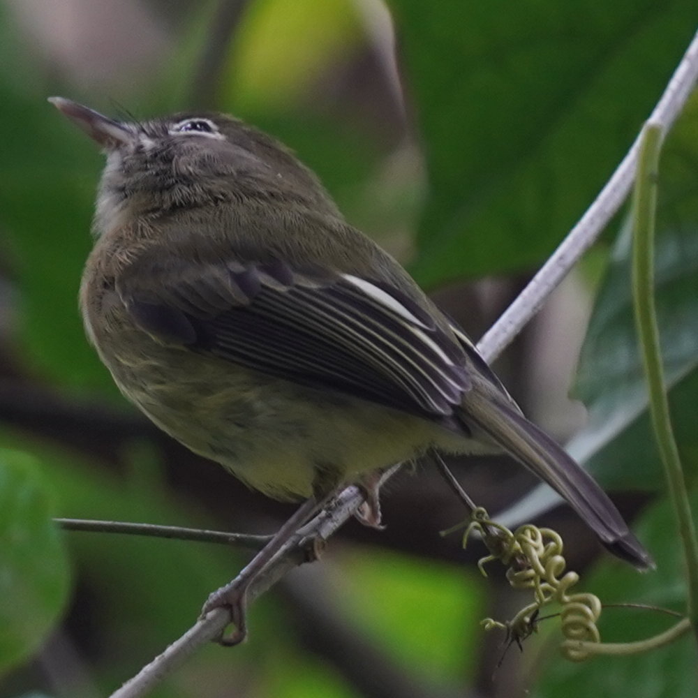 Eye-ringed Tody-Tyrant (Hemitriccus orbitatus), photo 4