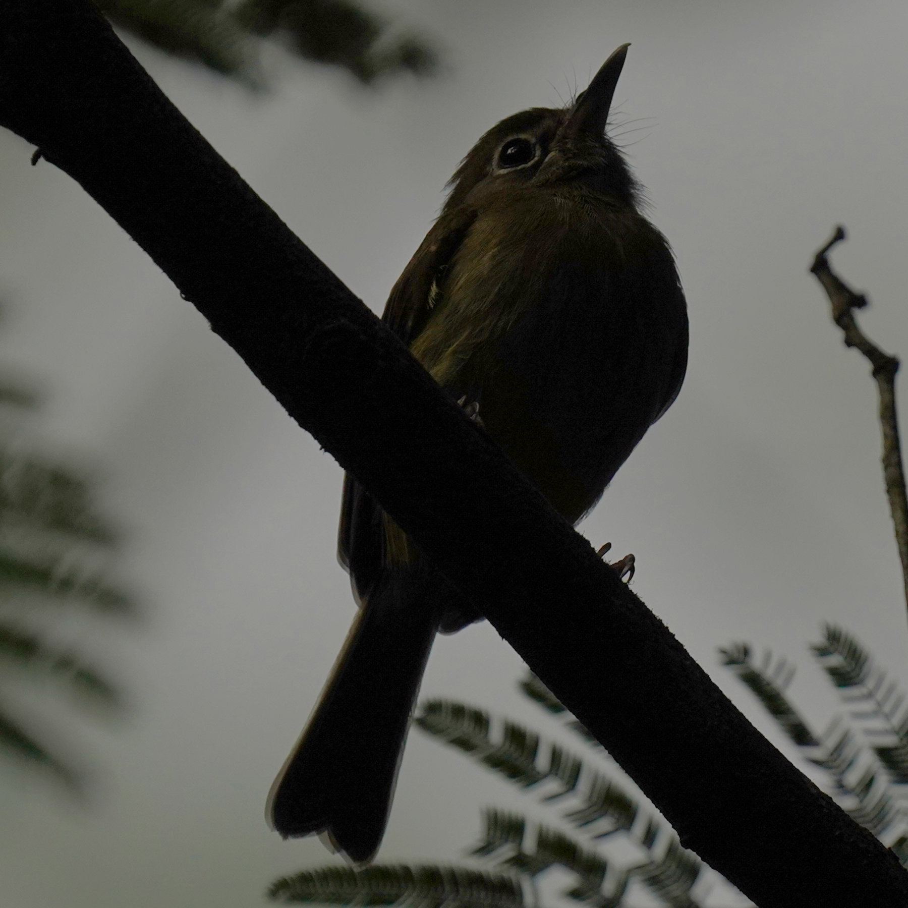 Eye-ringed Tody-Tyrant (Hemitriccus orbitatus), photo 5
