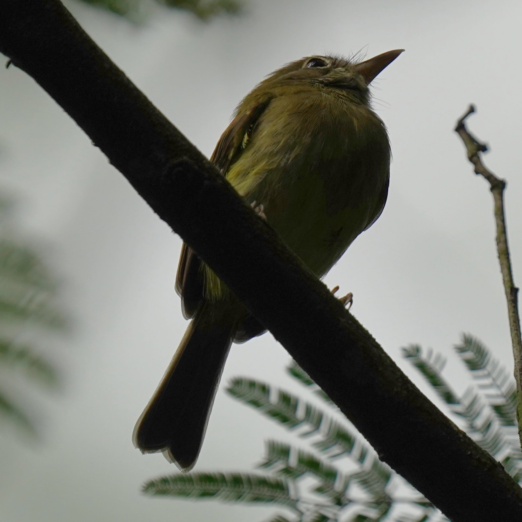 Eye-ringed Tody-Tyrant (Hemitriccus orbitatus), photo 6