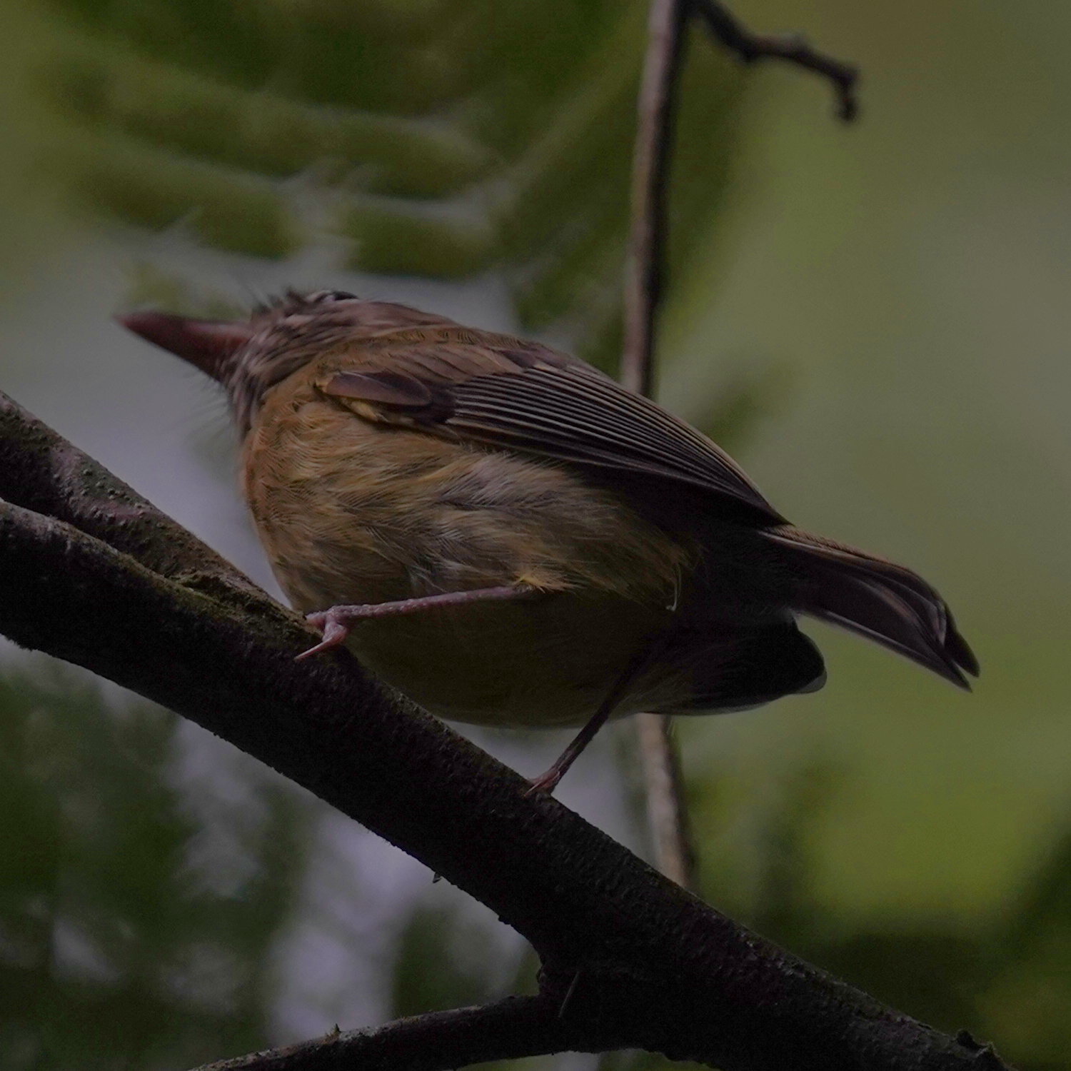 Eye-ringed Tody-Tyrant (Hemitriccus orbitatus), photo 7