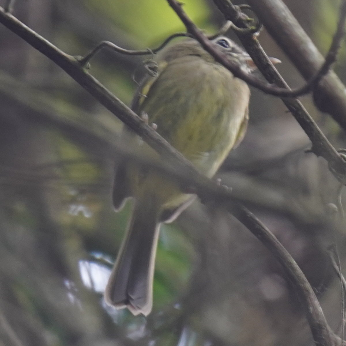 Eye-ringed Tody-Tyrant (Hemitriccus orbitatus), photo 9