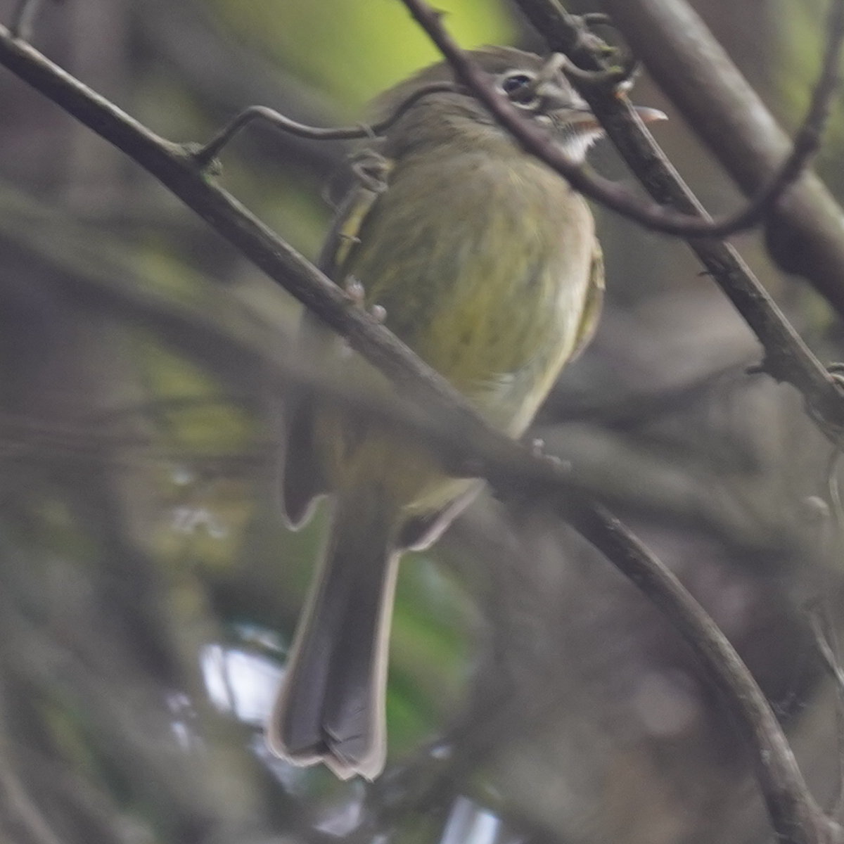 Eye-ringed Tody-Tyrant (Hemitriccus orbitatus), photo 8