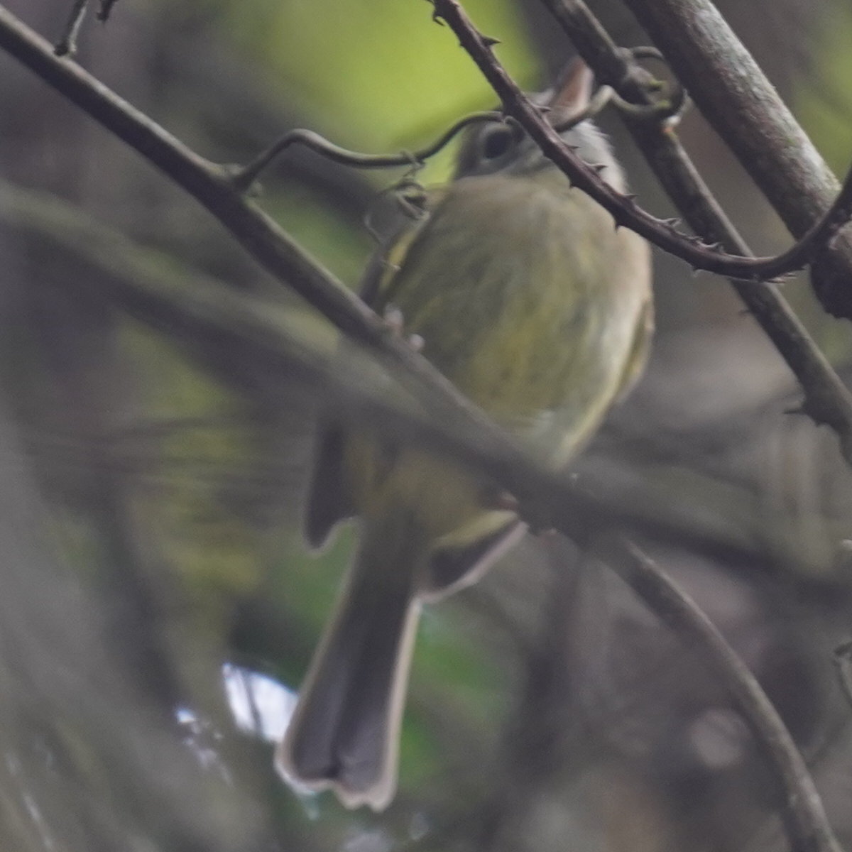 Eye-ringed Tody-Tyrant (Hemitriccus orbitatus), photo 10