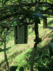 Citharexylum reticulatum