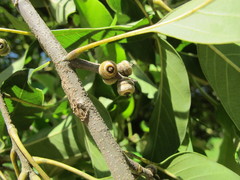Quercus acuta