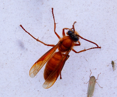 Provespa barthelemyi