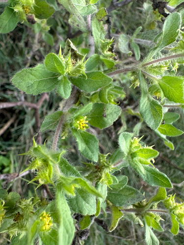Hispid starbur (Acanthospermum hispidum)