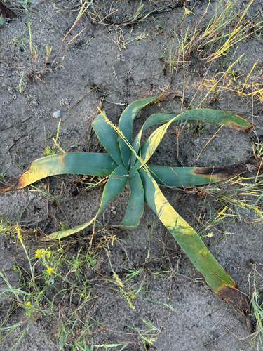 Ground lily