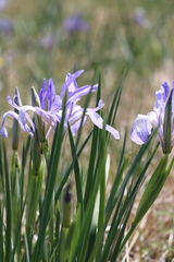 Iris lactea
