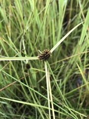 Cyperus teneristolon