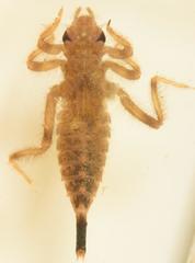 Lestinogomphus angustus