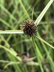 Cyperus teneristolon