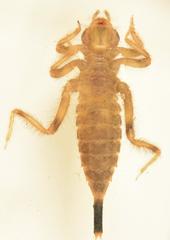 Lestinogomphus angustus