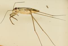 Limnogonoides