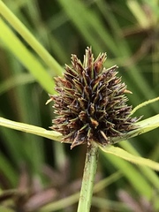 Cyperus teneristolon