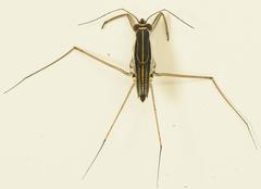 Limnogonoides