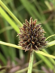 Cyperus teneristolon