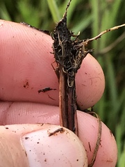 Cyperus teneristolon