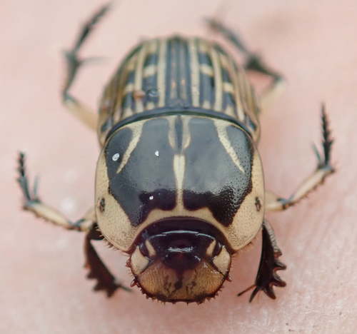 Oniticellus pictus