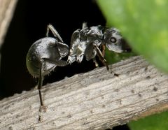 Polyrhachis schlueteri