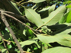 Quercus acuta