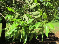Quercus acuta