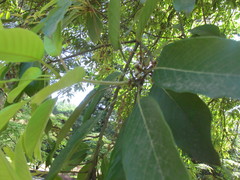Quercus acuta