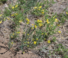 Haplophyllum dauricum
