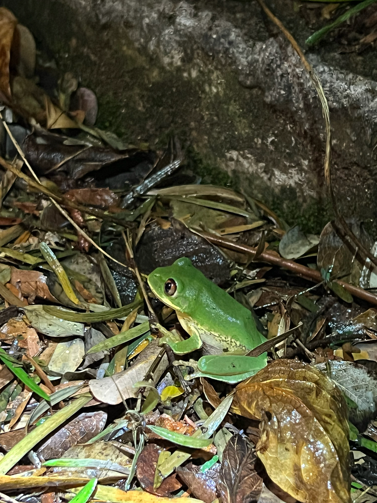 Leptopelis natalensis (Smith, 1849)