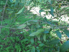 Citharexylum reticulatum