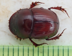 Metacatharsius marani