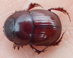 Metacatharsius marani