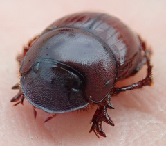 Metacatharsius marani