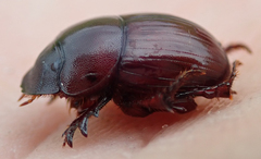 Metacatharsius marani