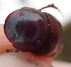 Metacatharsius marani