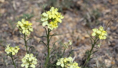 Erysimum flavum