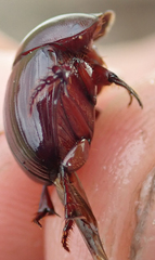 Metacatharsius marani