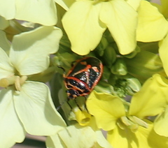 Eurydema gebleri
