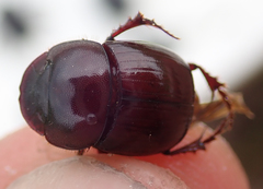 Metacatharsius marani