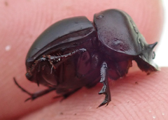 Metacatharsius opacus