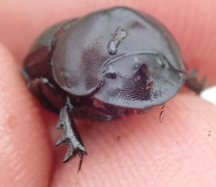 Metacatharsius opacus