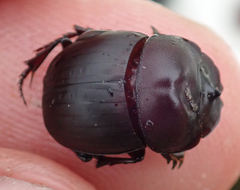 Metacatharsius opacus