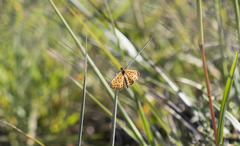 Pardopsis punctatissima