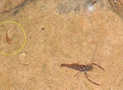 Rhinogobius duospilus